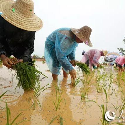 官方观点：2025正饭资料免费公开—农药减量和虫害风险