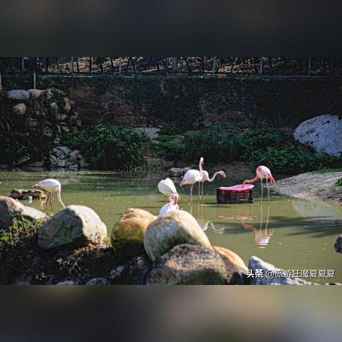 澳门一码一码100准确高速解,狗、猴、蛇、牛_12-34-26-33-48-15 T：3882.742