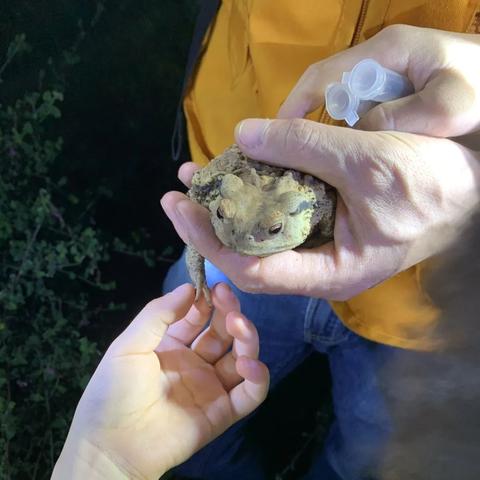 老子是癞蛤蟆最新章节及深度解读