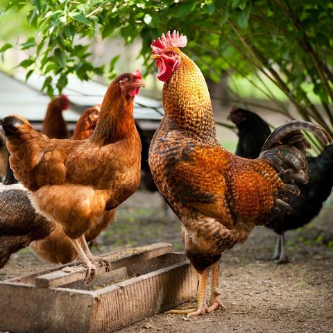 最新肉鸡场技术员招聘启事