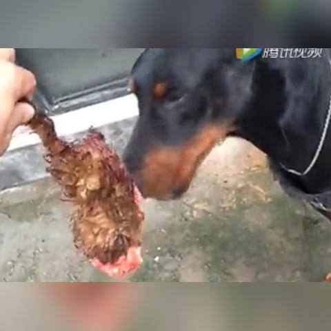 狗野外咬死猫事件真相揭秘，动物行为引发反思